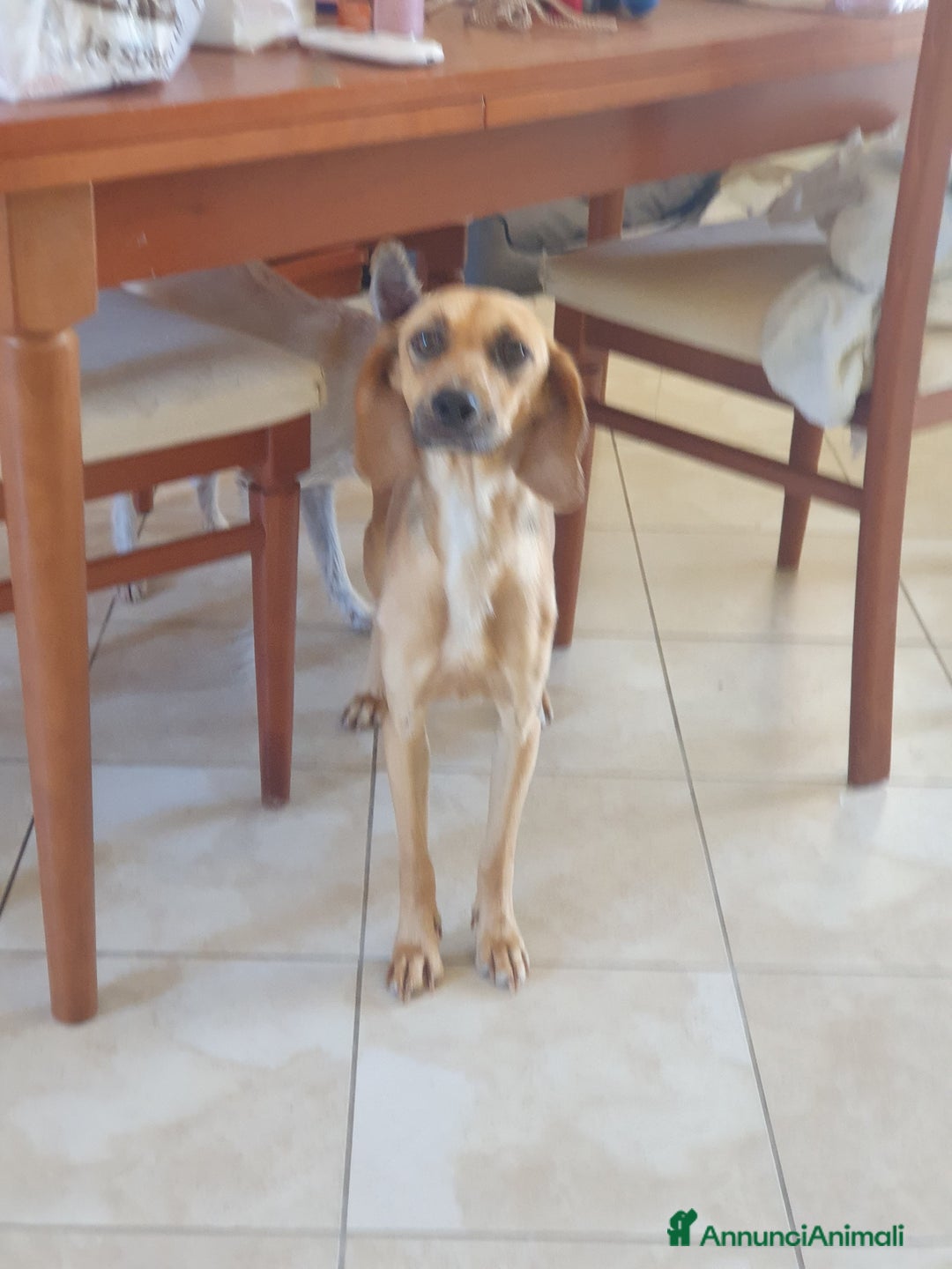 Segugio cani in regalo: NANDA a Provincia di Modena - Annuncio 13