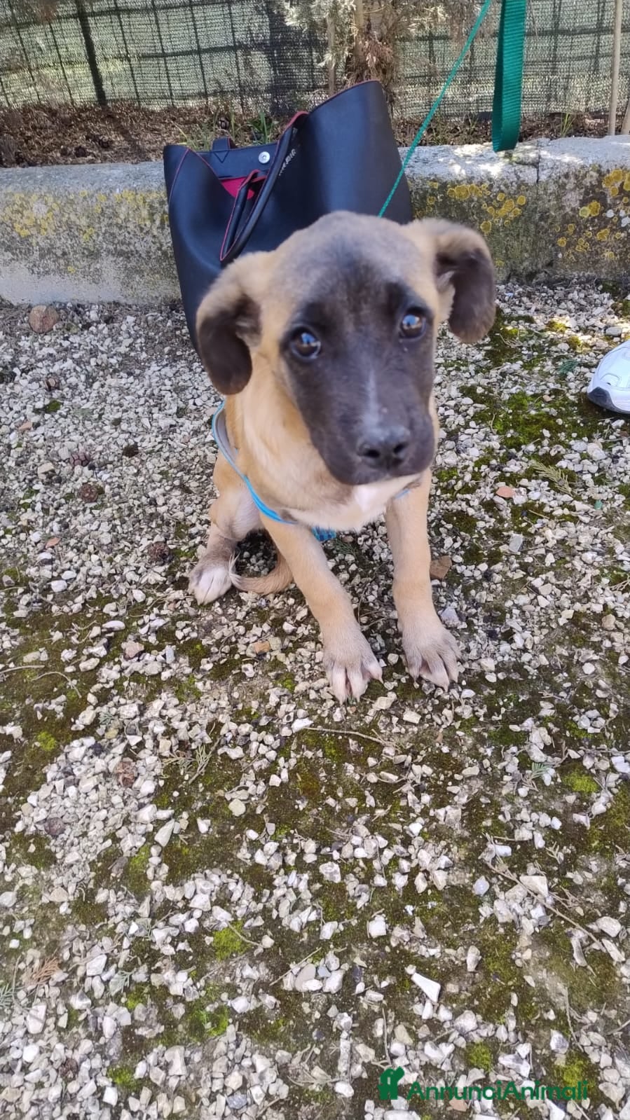 Meticcio cani pia    - Annuncio 5
