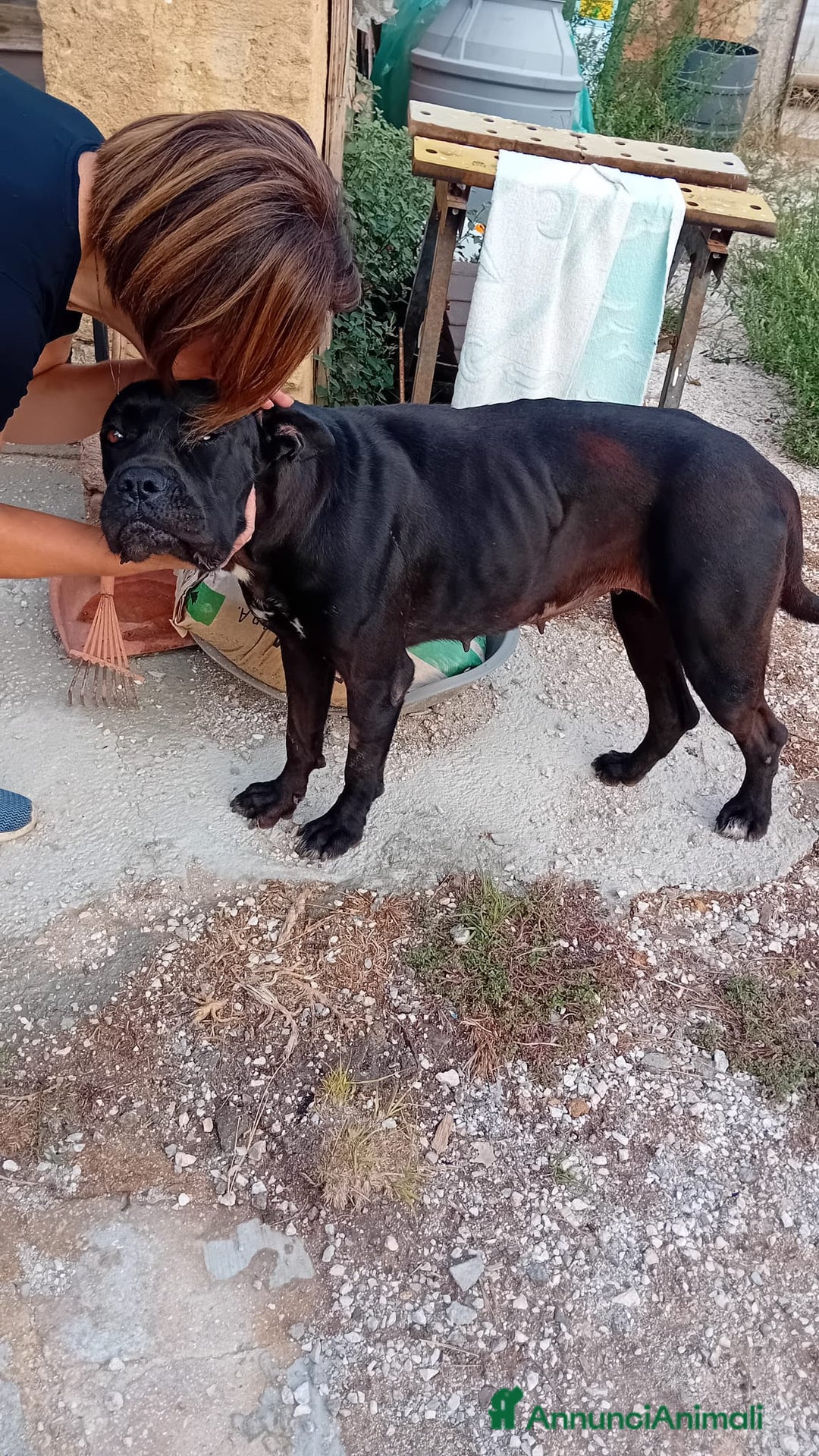 Altre razze cani in regalo: afry  - Annuncio 3