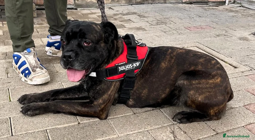 Meticcio cani in regalo: CHERRY BOXER - Annuncio 6