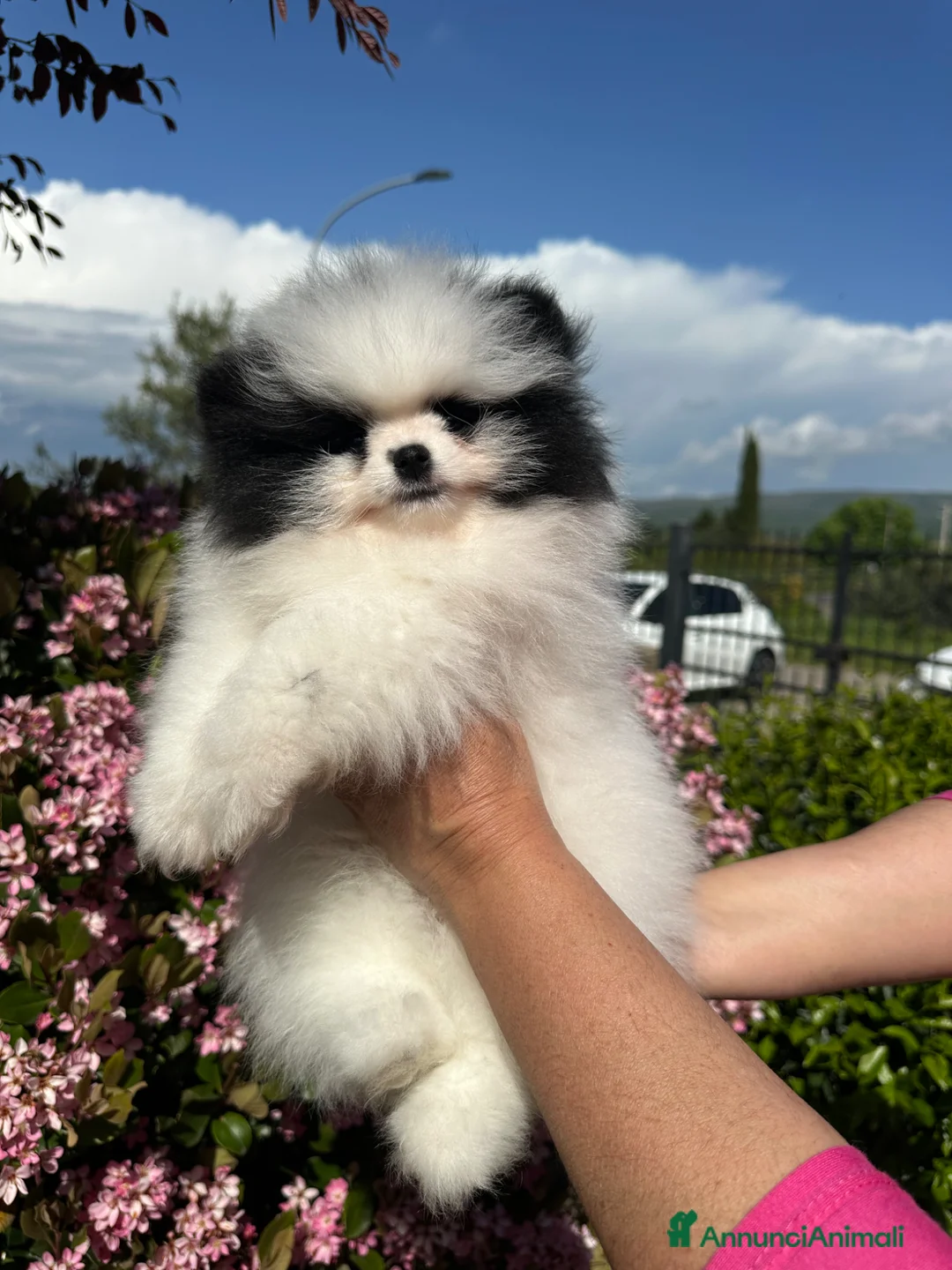 Volpino Pomerania cani in vendita: Volpino di Pomerania  - Annuncio 1