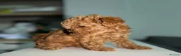 Maltipoo cani in vendita: Cuccioli di Maltipoo F1B a Città metropolitana di Milano - Annuncio 11