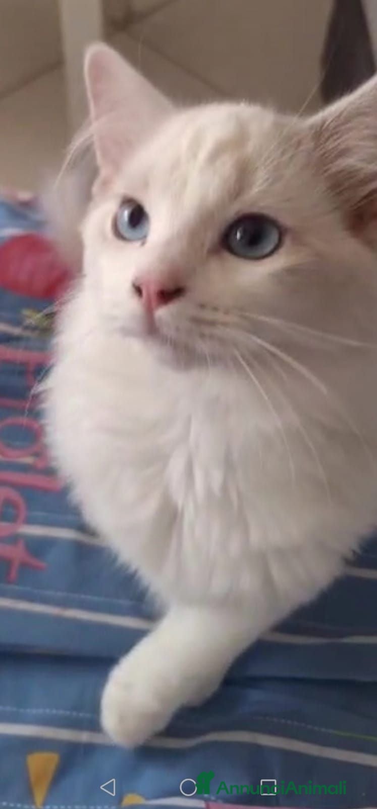 Ragdoll gatti Ragdoll - Annuncio 19