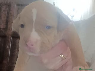 Pitbull cani Cuccioli american Pitbull terrier - Annuncio 5