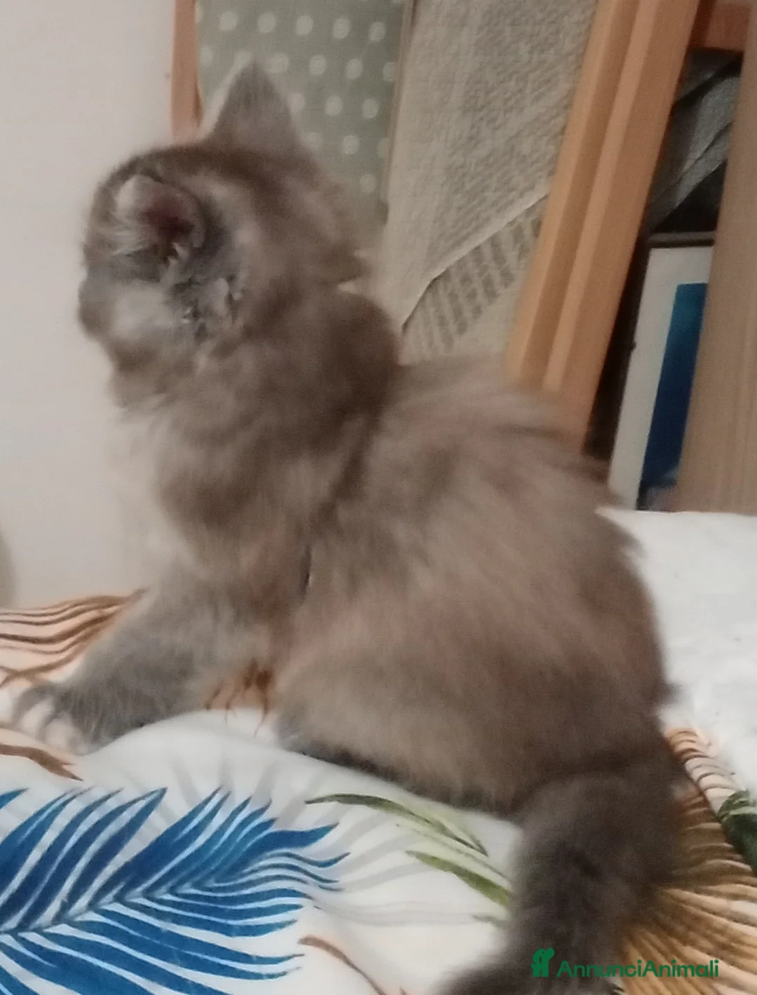 Maine Coon gatti in vendita: Maine Coon cucciola  - Annuncio 9