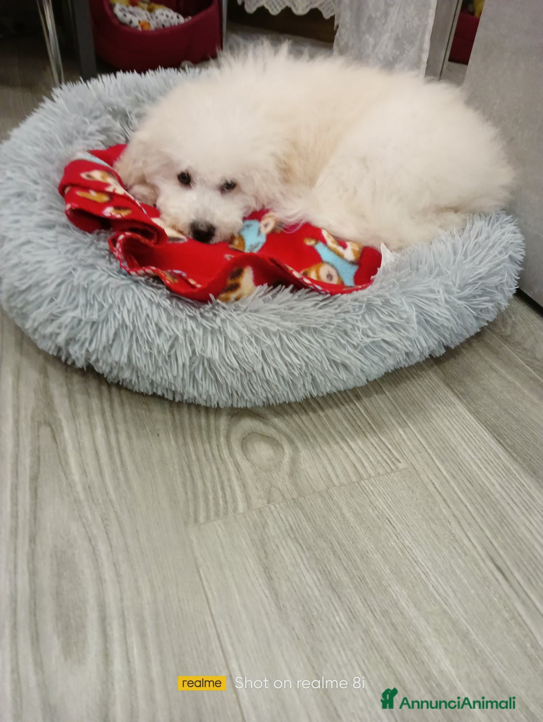 Meticcio cani in vendita: Maltipoo maschio  - Annuncio 2