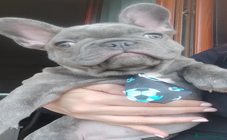 Bulldog Francese cani a Città Metropolitana di Napoli - Annuncio 15