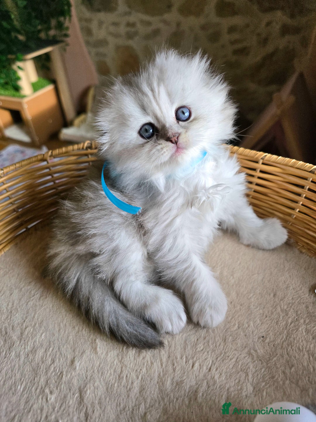 Scottish gatti in vendita: Gattini Scottish fold e straight silver shaded - Annuncio 17