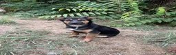Meticcio cani in regalo: Rufus cerca urgentemente casa - Annuncio 4