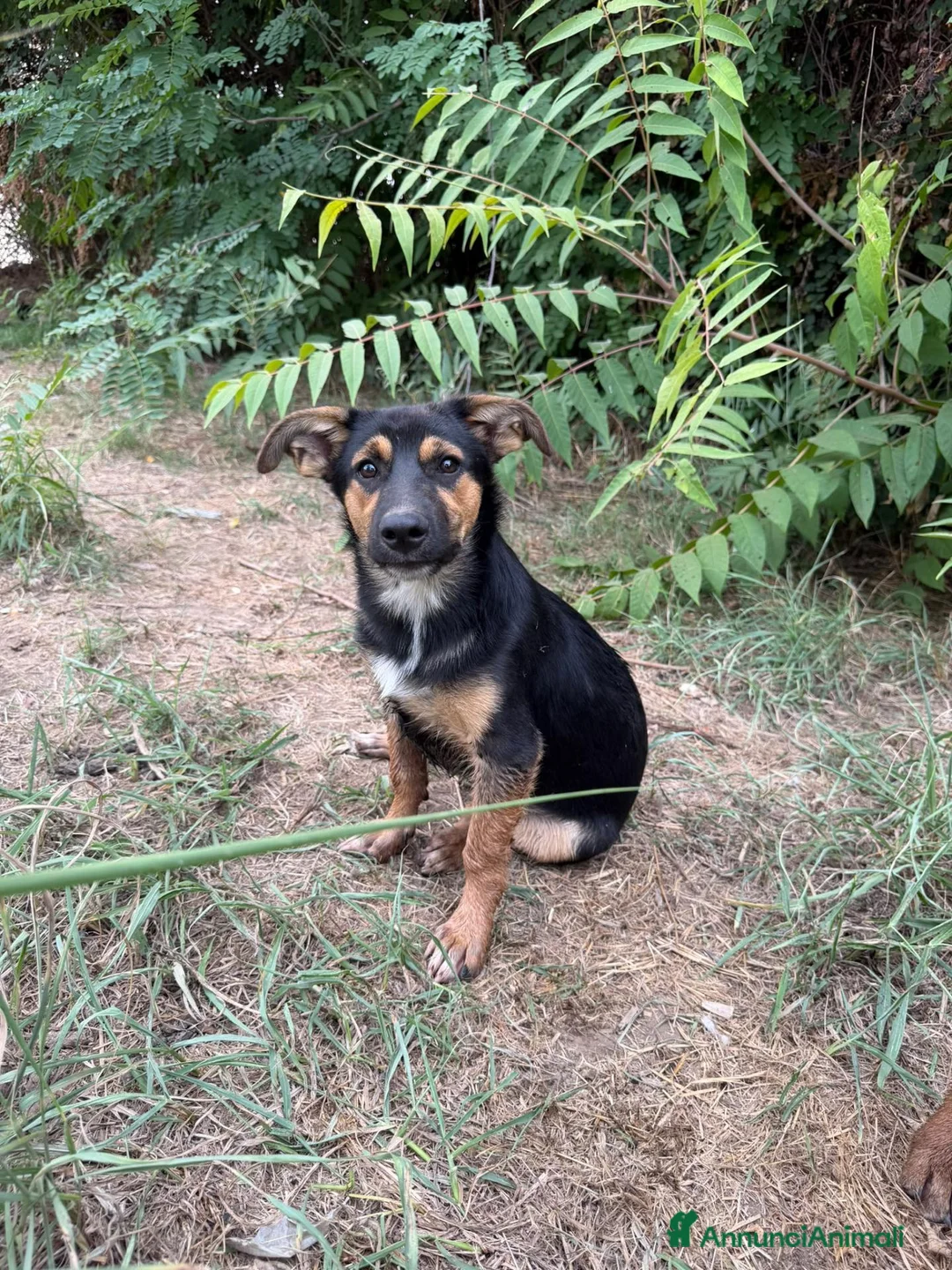 Meticcio cani in regalo: Rufus cerca urgentemente casa - Annuncio 4