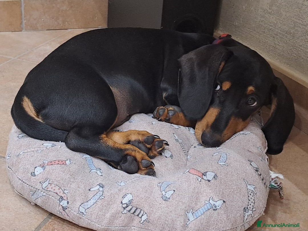 Bassotto cani in vendita: Adorabili cuccioli di bassotto  - Immagine 2