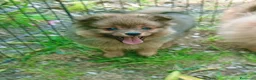 Spitz cani in vendita: Cuccioli spitz piccolo  - Annuncio 2