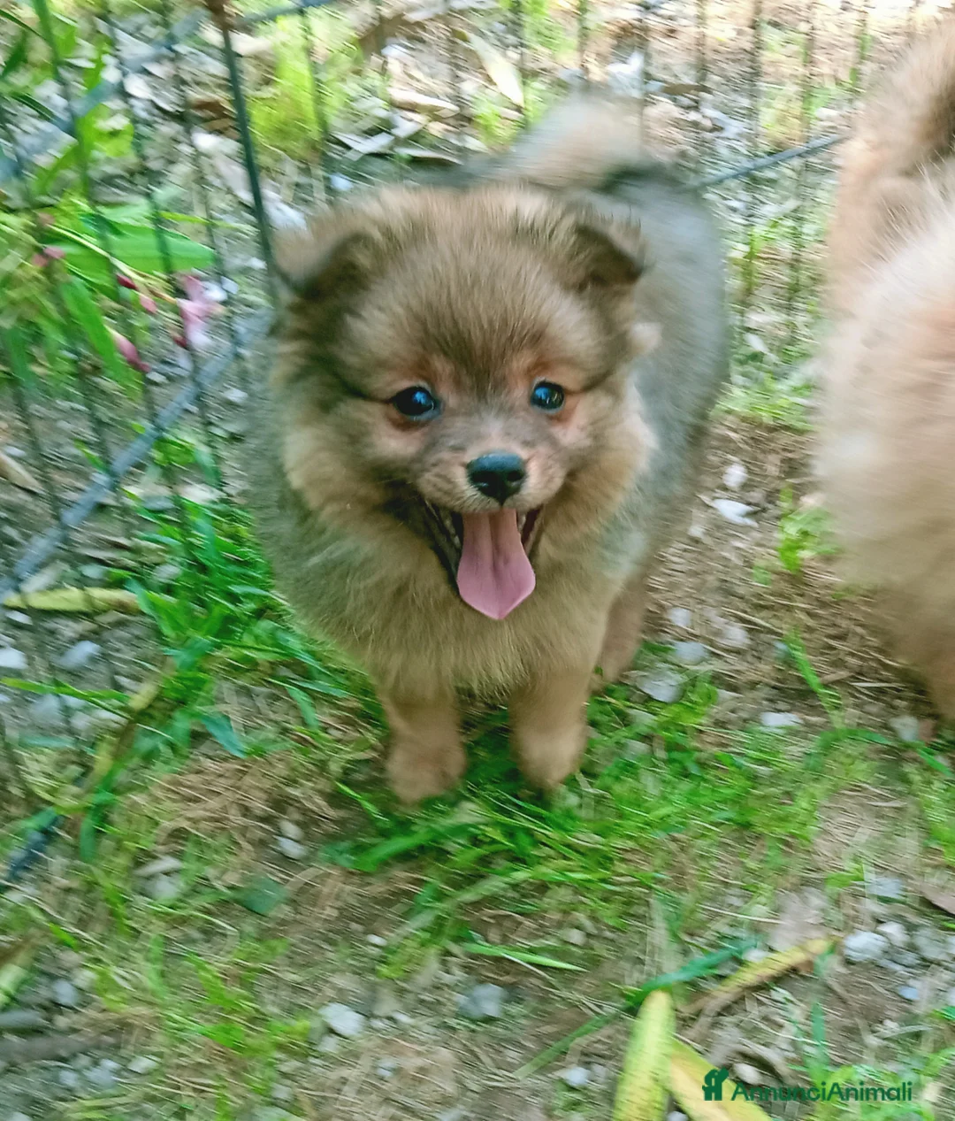 Spitz cani in vendita: Cuccioli spitz piccolo  - Annuncio 2