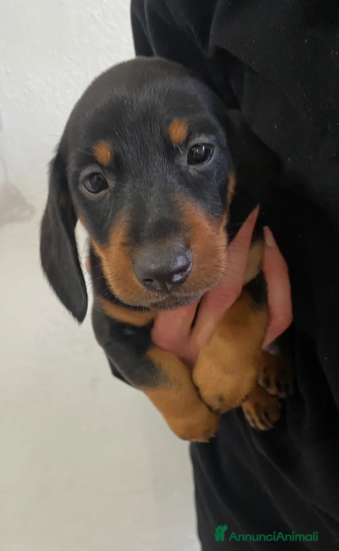 Bassotto cani in vendita: Bassotto nano tedesco a Città Metropolitana di Torino - Annuncio 1