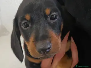 Bassotto cani Bassotto nano tedesco a Città Metropolitana di Torino - Annuncio 32