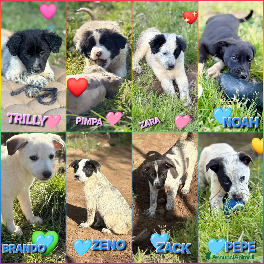 Meticcio cani in regalo: CUCCIOLI CERCANO CASA  a Provincia di Varese - Annuncio 2