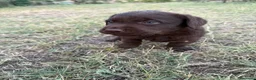 Labrador cani in vendita: Cuccioli di Labrador Choco  - Annuncio 8