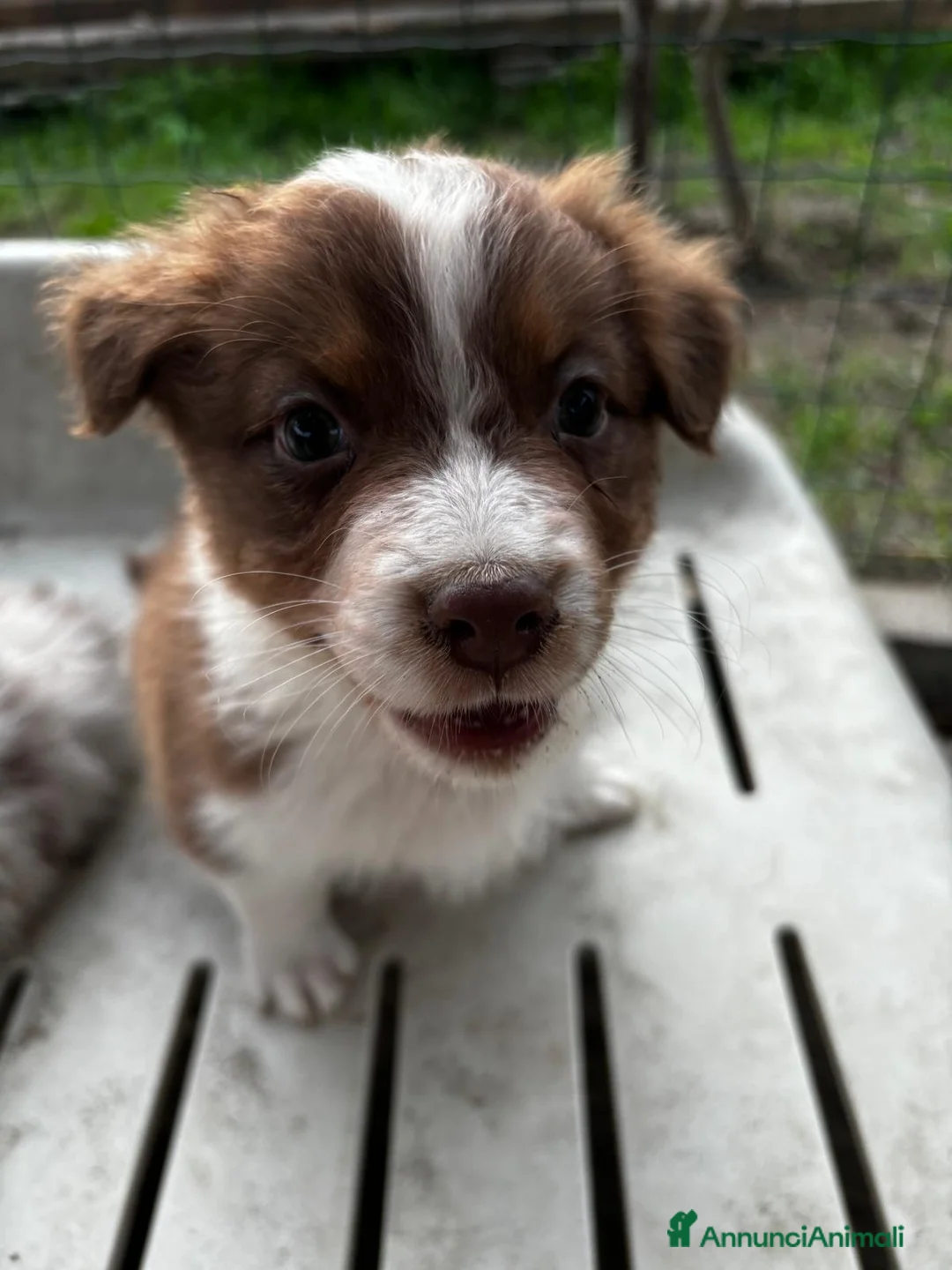 Australian Shepherd cani in vendita: Ultima cucciola nbt - Annuncio 2