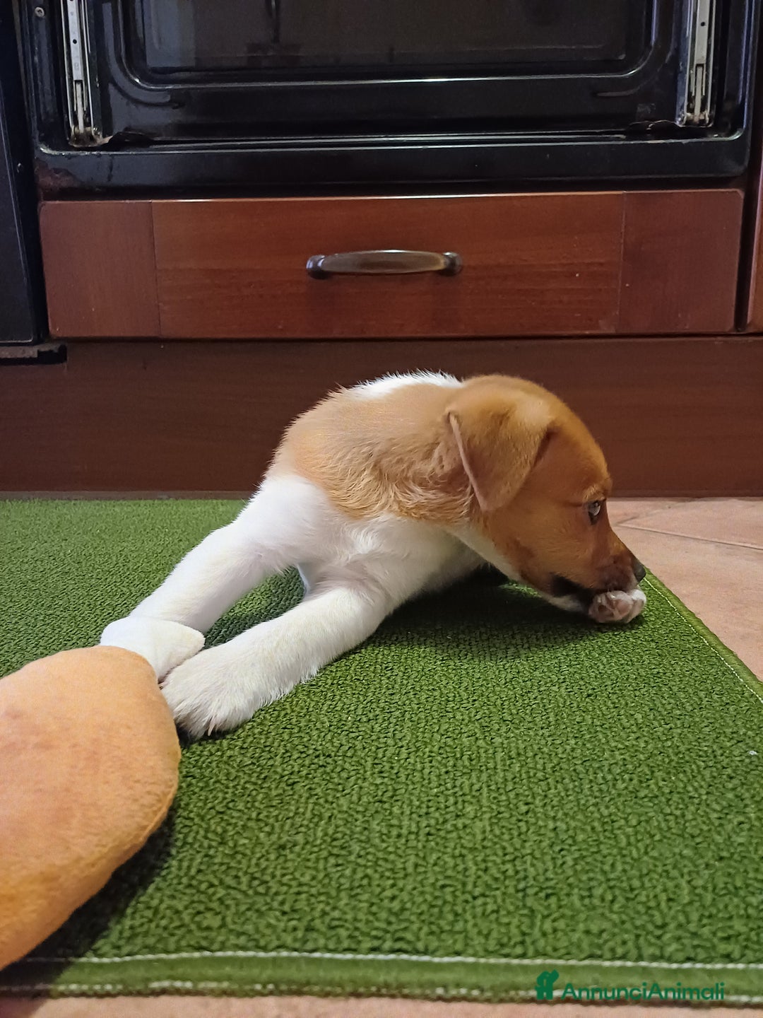 Jack Russell cani in vendita: Piccolo dolce cucciolo - Annuncio 2