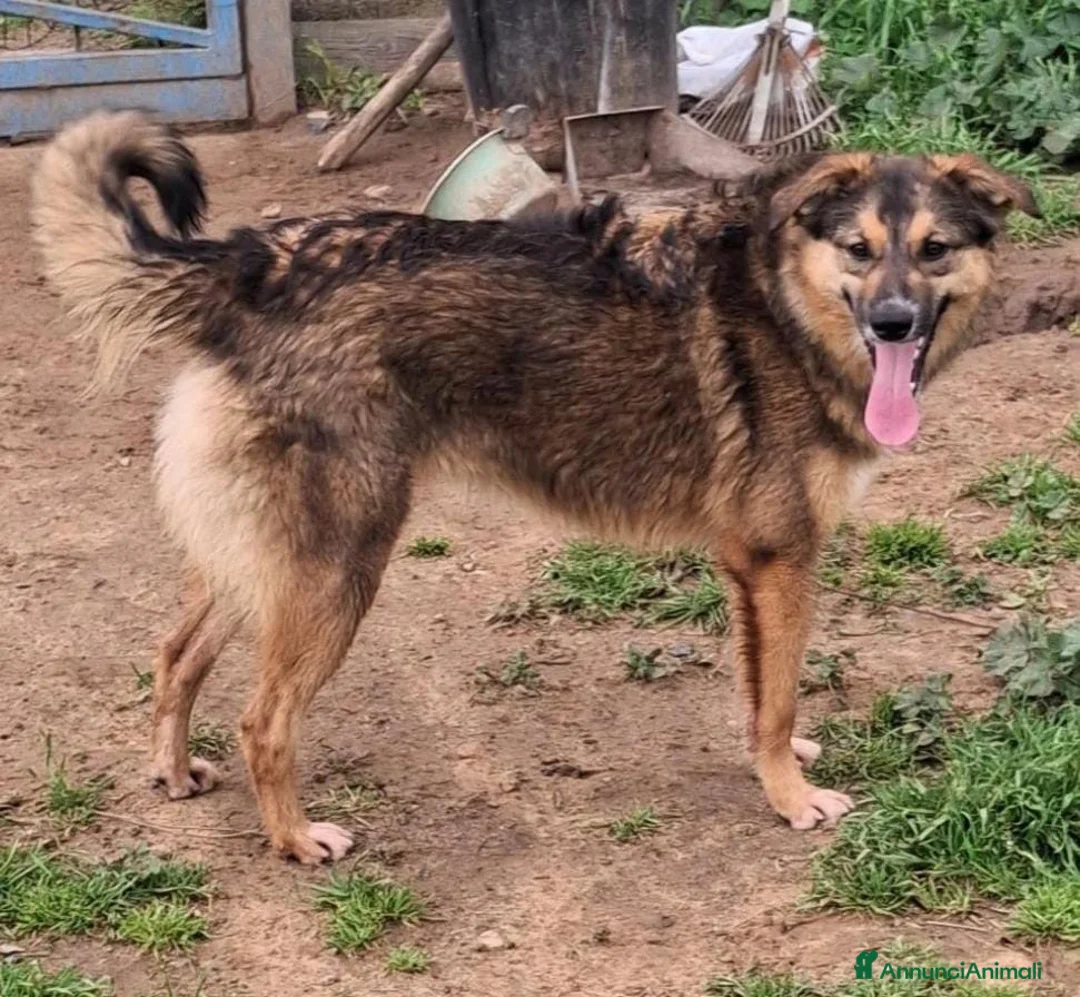 Meticcio cani in regalo: BRENDA 🩷 -cucciola che sorride! Perché è nel box? a Provincia di Vercelli - Annuncio 2