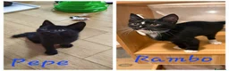Europeo gatti in regalo: TANTI GATTINI IN ADOZIONE - Annuncio 8