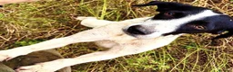 Meticcio cani in regalo: BRINA gioviale ed affettuosa - Annuncio 3