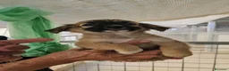 Meticcio cani in regalo: Mughetto, Ciclamino e Tiglio: maschietti 3 mesi - Annuncio 25