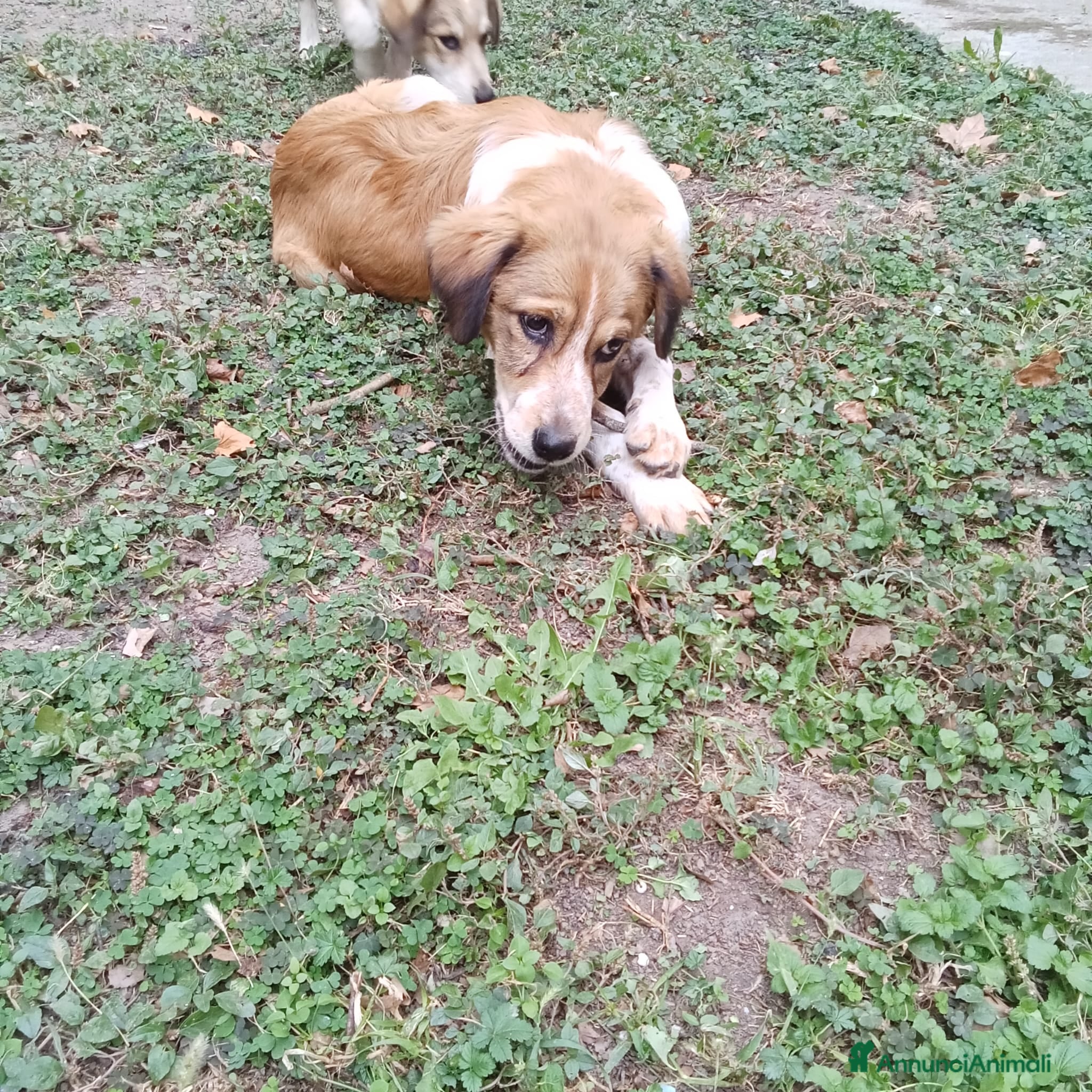 Meticcio cani Adozione cucciolo Zeus - Annuncio 25