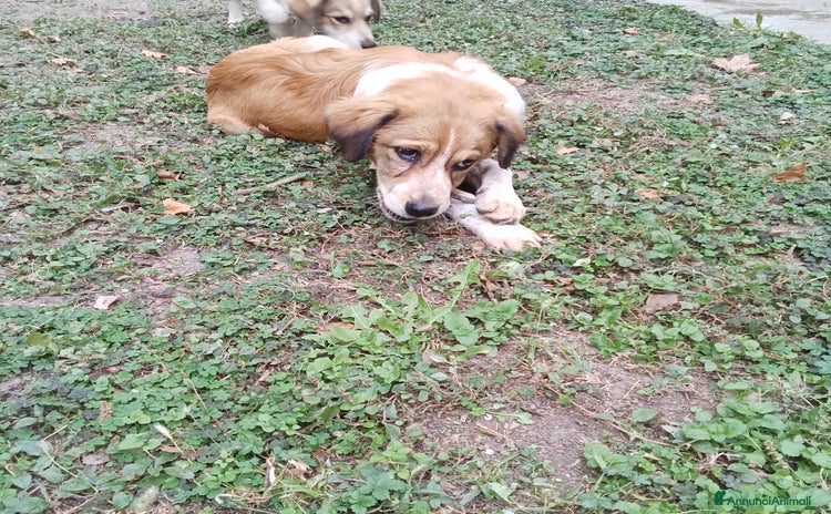 Meticcio cani - Annuncio 20