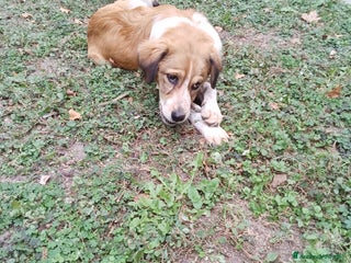 Meticcio cani Adozione cucciolo Zeus - Annuncio 26