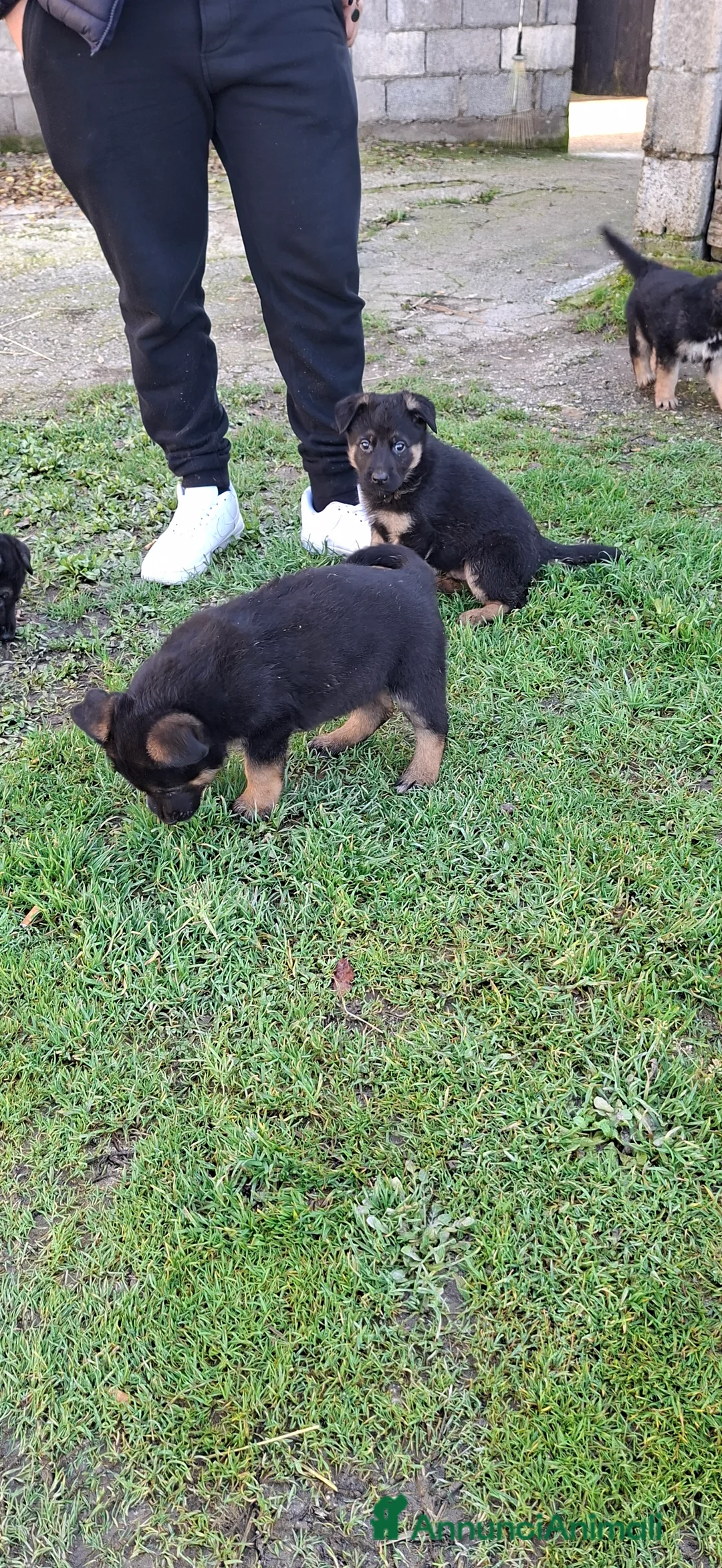 Pastore Tedesco cani in vendita: Cuccioli pastore tedesco  - Annuncio 7