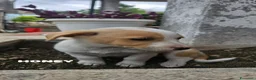 Meticcio cani in vendita: 4 cuccioline a Provincia di Chieti - Annuncio 3
