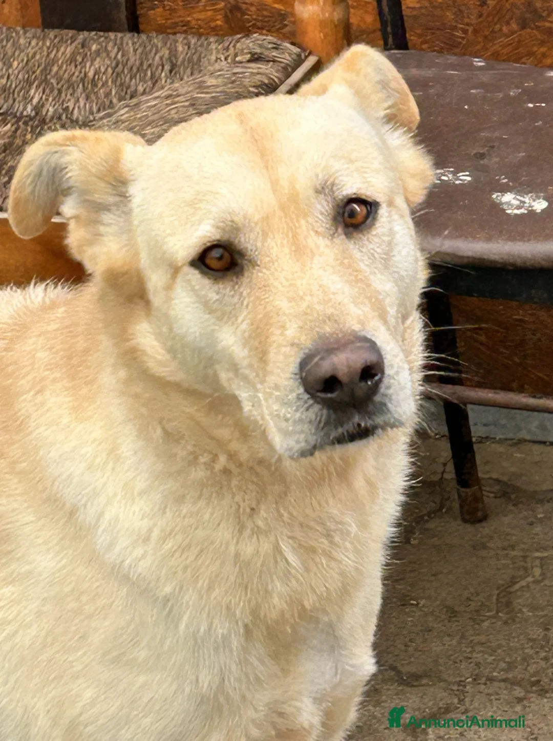 Meticcio cani in regalo: CAMI dolcissima labrador - Annuncio 5