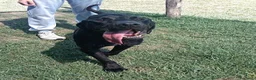 Meticcio cani in regalo: Black il gigante dal cuore tenero mastino/corso a Provincia di Latina - Annuncio 2