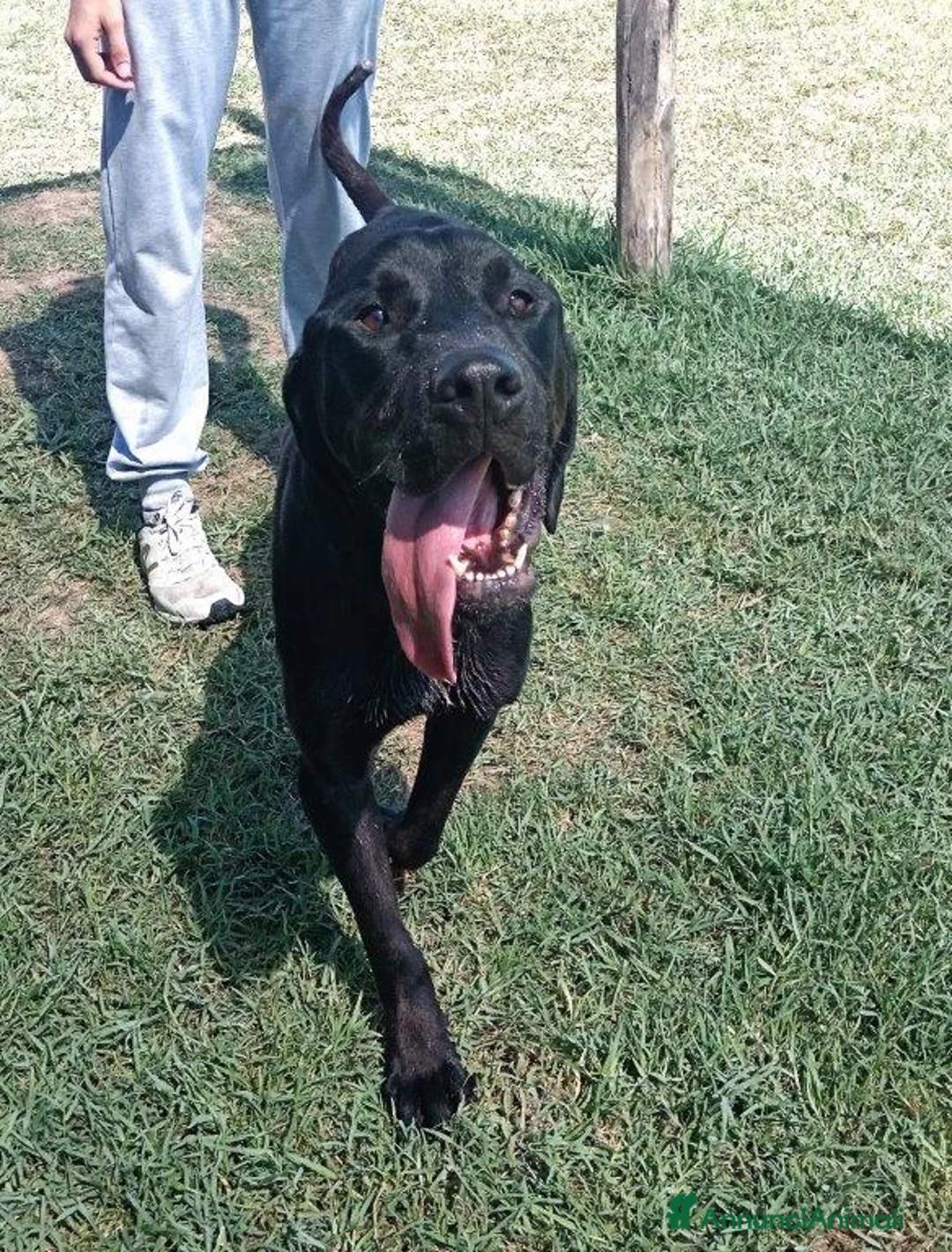 Meticcio cani in regalo: Black il gigante dal cuore tenero mastino/corso a Provincia di Latina - Annuncio 2
