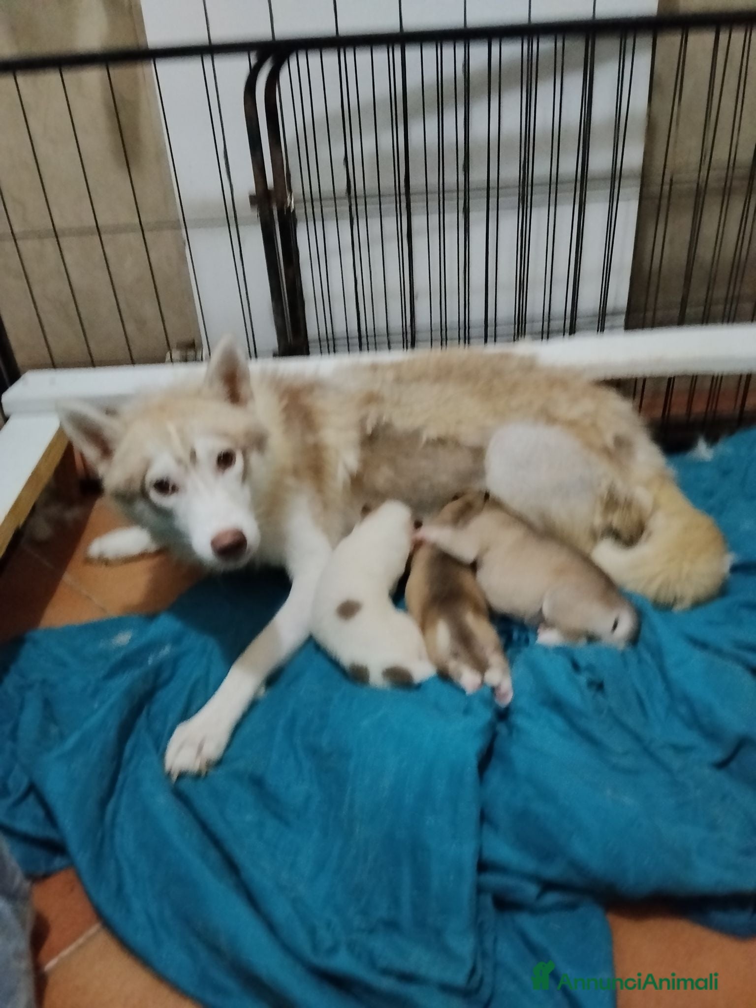 Husky cani Cuccioli Siberian Husky  - Annuncio 16
