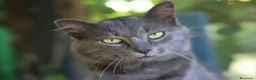 Certosino gatti in regalo: Certosino maschio di un anno - Annuncio 8