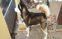 Husky cani per accoppiamento: Husky maschio con pedigree per accoppiamento  - Immagine 5