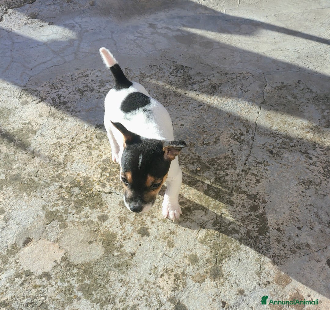 Jack Russell cani in vendita: Cuccioli jack russel  - Annuncio 13