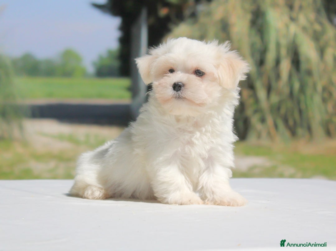 Maltese cani in vendita: Cuccioli di Maltese a Provincia di Pavia - Immagine 4