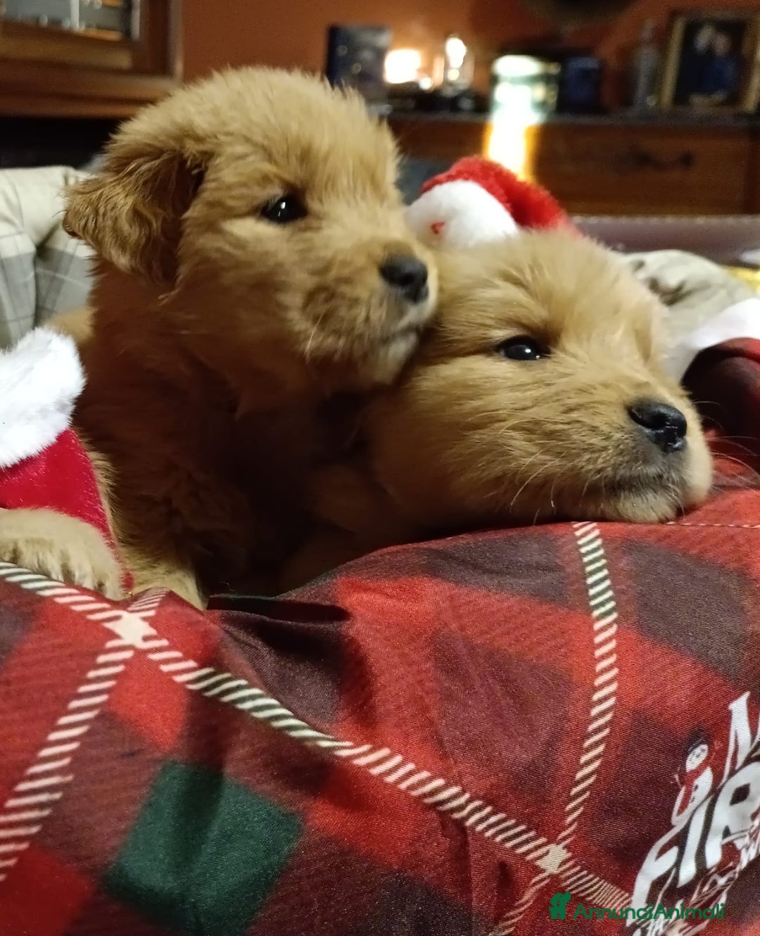 Golden Retriever cani in vendita: golden retriever cuccioli - Annuncio 3