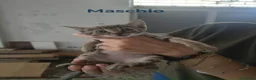 Meticcio gatti in regalo: Sono 6 hanno 3 mesi, belli! Dolci - Annuncio 3
