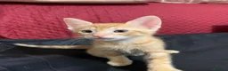 Meticcio gatti in regalo: Tiziano e Valentino 2 mesi  - Annuncio 11
