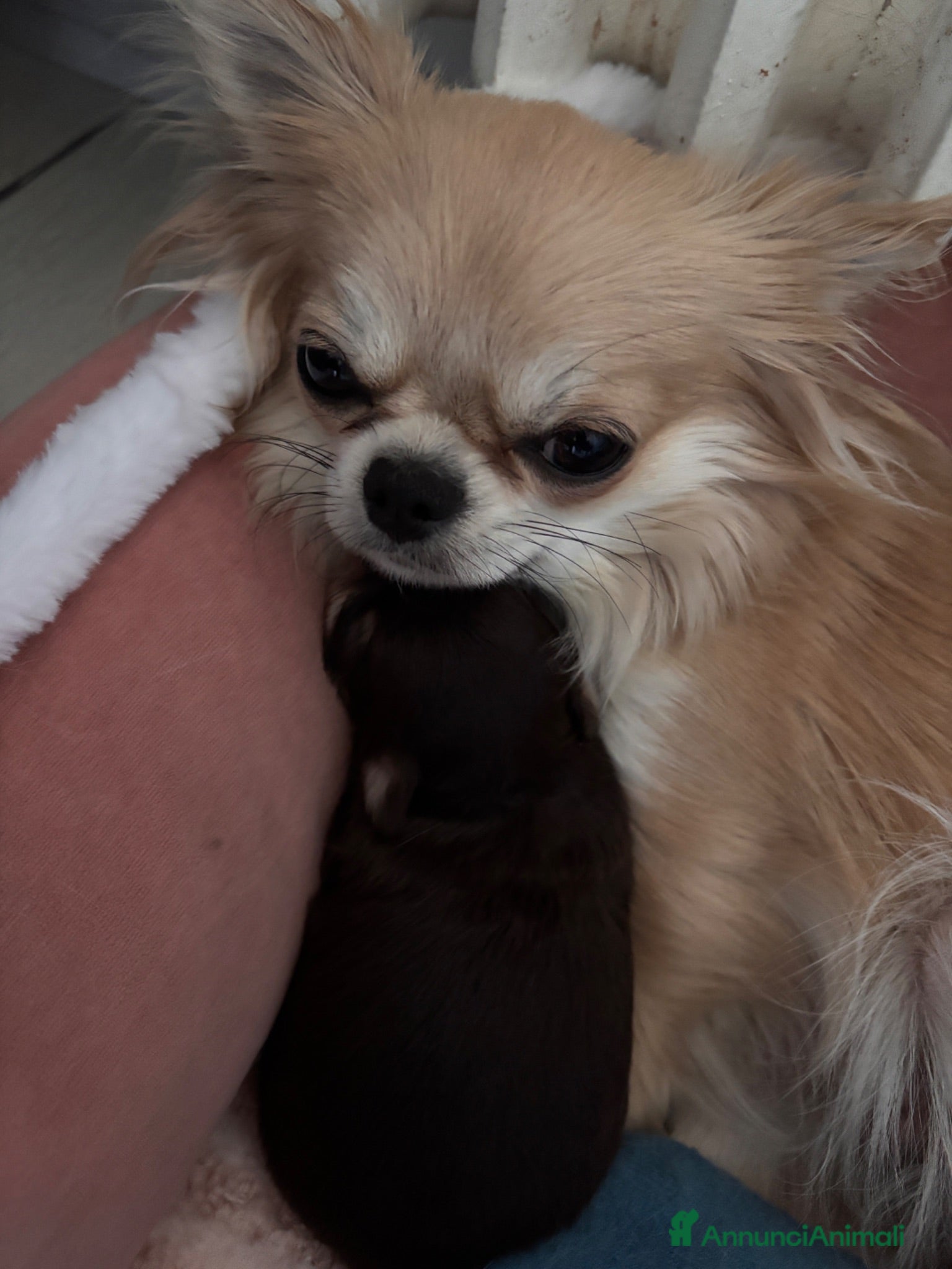 Chihuahua cani Chihuahua pelo lungo  - Annuncio 2