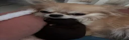 Chihuahua cani in vendita: Chihuahua pelo lungo  - Annuncio 1