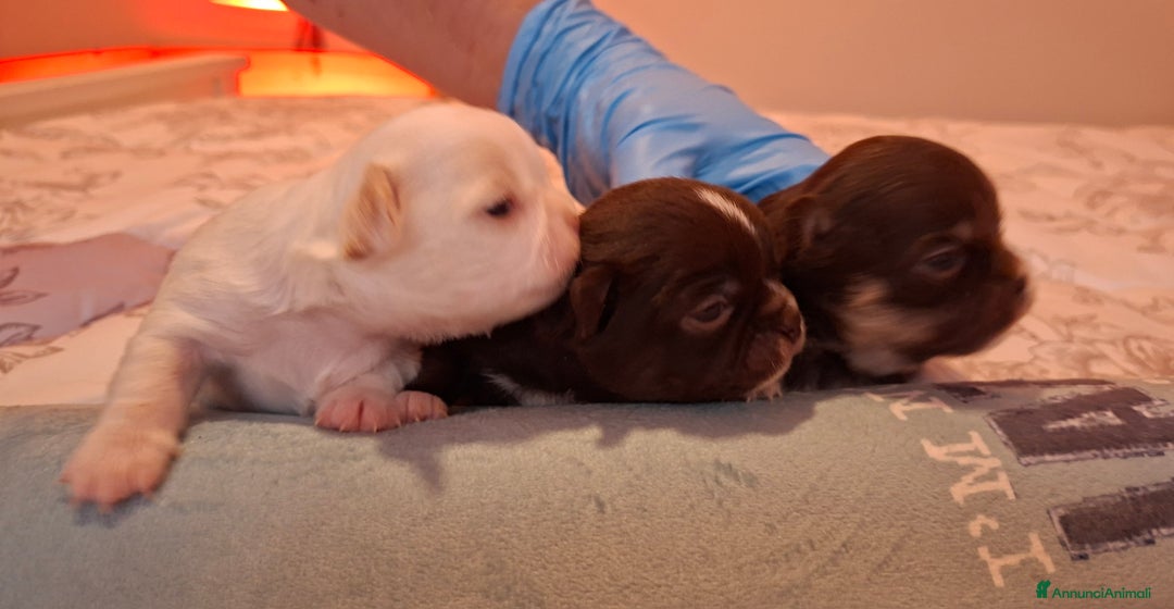 Chihuahua cani in vendita: Chihuahua pelo lungo  - Annuncio 2