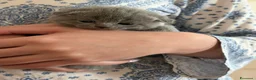 Scottish gatti in vendita: scottish gattini - Annuncio 5