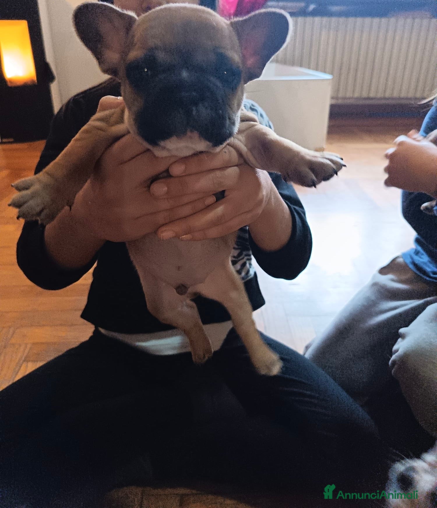 Bulldog Francese cani Bulldog francese  - Annuncio 2