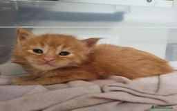 Maine Coon gatti in vendita: Cuccioli di Maine Coon - Pagamento Flessibile - Immagine 5