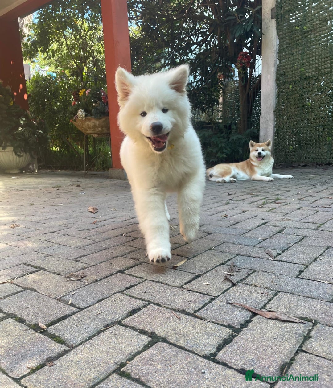 Akita Inu cani in vendita: 🌸 Hime Sakura cerca una famiglia 🌸 a Città Metropolitana di Torino - Annuncio 11